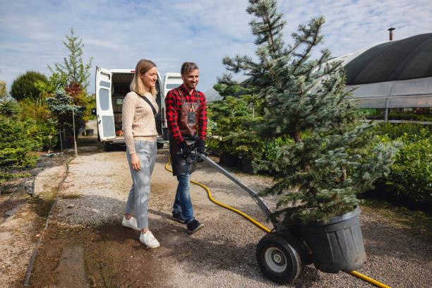 How Our Tree Care Process Works  in  Myrtletown, CA