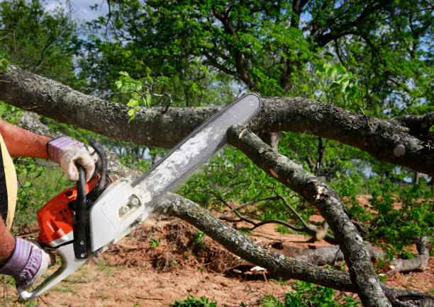 Best Lot and Land Clearing  in Myrtletown, CA